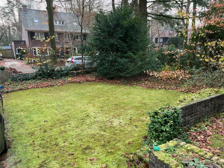 Gazon na het bladruimen, schoon en groen