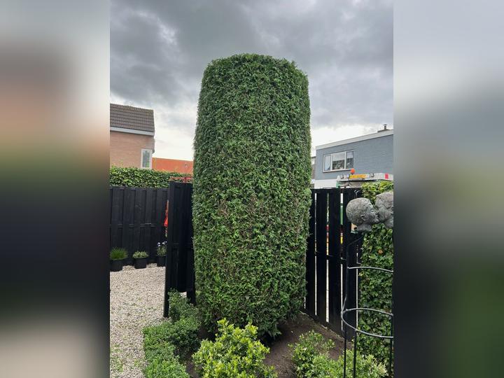 Conifeer strak in zuilvorm geknipt, met een beeld van twee zoenende hoofden