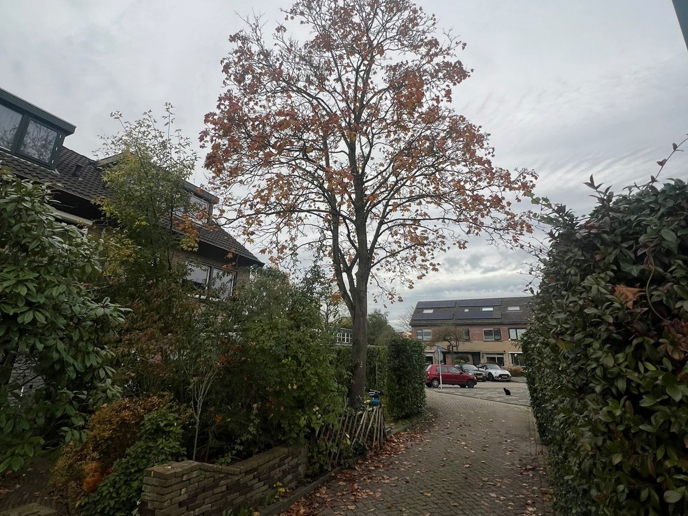Grote boom naast de oprit voor het kappen