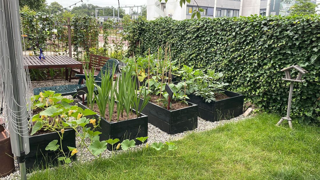 Moestuinbakken met grind tussen een klimophaag