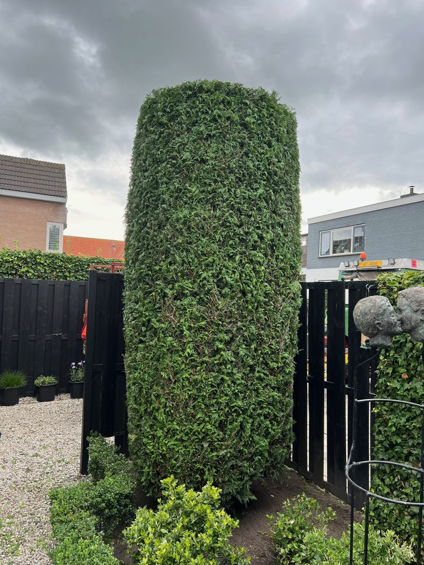 Hoge conifeer strak in zuilvorm geknipt, met een beeld van twee zoenende hoofden ernaast